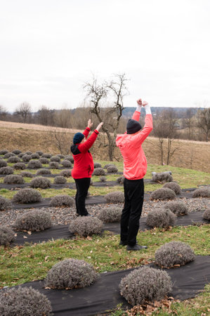 Stretching exercises take place amid lavender rows in the countryside, where participants enjoy the fresh winter air, enhancing both relaxation and physical well being.の写真素材