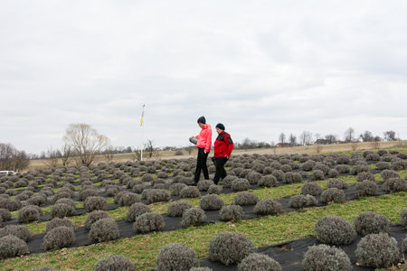 Two people stroll together through neatly organized lavender bushes during an overcast day in a tranquil countryside setting, sharing stories and laughter.の写真素材
