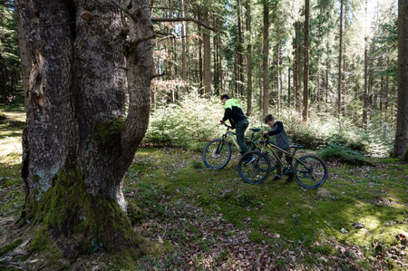 Two cyclists ride mountain bikes along a path in a dense forest. Sunlight filters through the trees, creating a dappled effect on the ground.の写真素材
