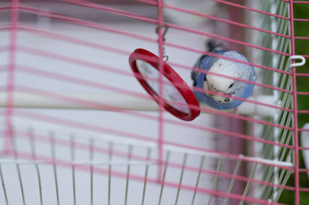 A curious budgie, predominantly blue, perches inside a pink wire cage. A small red circular mirror is attached to the cage bars, reflecting the bird's image.の写真素材