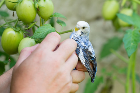 A person gently cradles a small, blue and white bird. Green unripe tomatoes are visible in the background. The scene is peaceful and outdoors.の写真素材