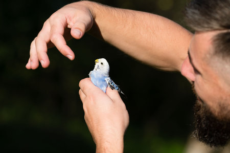 Close-up of a man's hands gently holding a small, light blue parrot. The scene is peaceful and serene, highlighting the connection between human and nature.の写真素材
