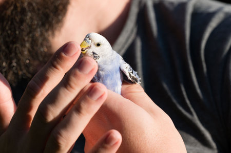 Close-up view of a person's hands carefully holding a small, light-blue parrot. The scene conveys gentleness and care.の写真素材