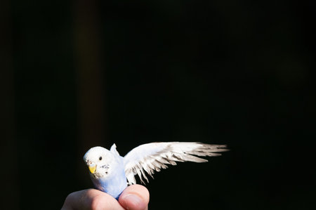 A delicate, light blue budgie rests on a person's hand, its wings slightly spread. The dark background emphasizes the parrots soft plumage and gentle pose.の写真素材