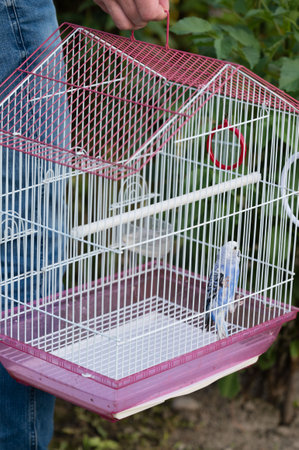 A person holds a small birdcage with a single blue and light green budgie inside. The cage is pink and white, and the background is slightly blurred greenery.の写真素材