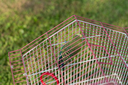 A vibrant green budgie sits inside a pink and white wire cage. The cage is positioned outdoors, with a blurred green background of grass.の写真素材