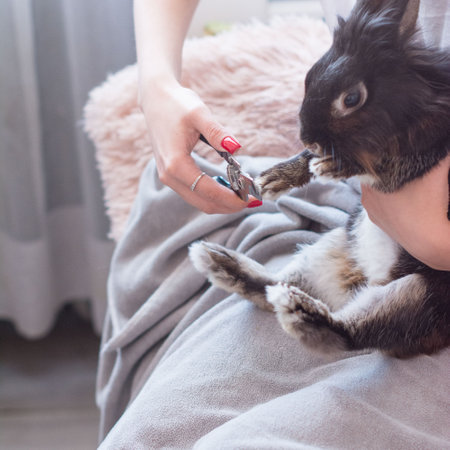 Woman trimming her pet rabbit's nails at home. Gentle care for a furry friend.の写真素材