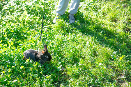 A dark-furred rabbit is gently leashed and calmly resting amidst patches of green grass and scattered leaves on the ground.の写真素材