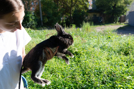 A young girl gently holds a dark-colored rabbit outdoors in a park. The setting is grassy with a playground visible in the background.の写真素材