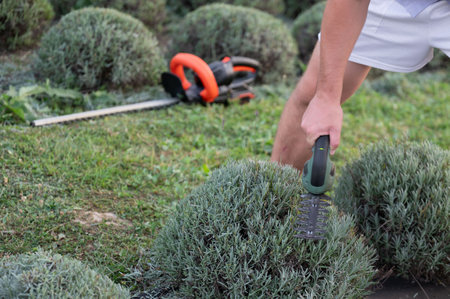A person is using a hedge trimmer to trim round bushes outdoors on a grassy lawn. Another trimmer is...