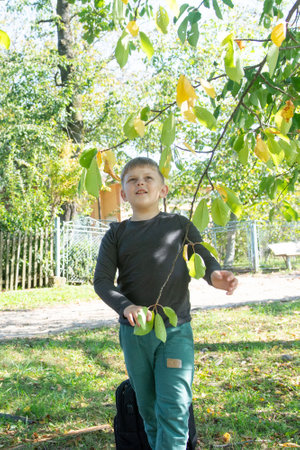 A young boy stands beneath a tree with vibrant leaves, looking up with wonder. He's outdoors in a park-like setting on a sunny day with a backpack at his side. The scene evokes natural exploration.の写真素材