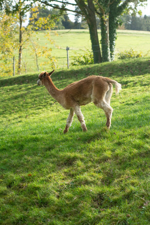 A llama walks gracefully across the vibrant green grass in a serene meadow, with yellowing trees and rolling hills creating a picturesque autumn backdrop.の写真素材