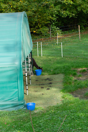 An alpaca bends down to drink from a blue bucket near its shelter, surrounded by lush green grass and trees, capturing the essence of tranquil farm life in fall.の写真素材