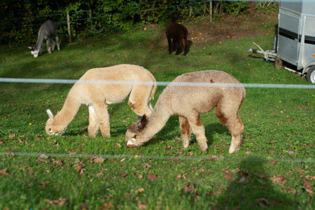 Two friendly alpacas enjoy a calm afternoon munching on grass in a vibrant pasture while other alpacas roam in the background, creating a tranquil farm scene.の写真素材