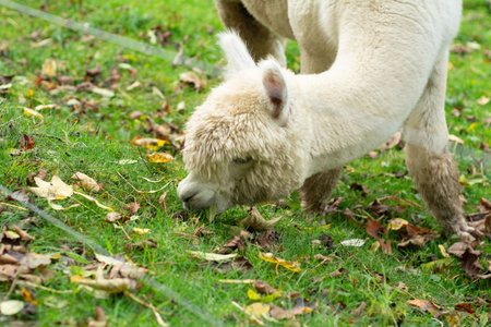 An adorable alpaca grazes peacefully on fresh green grass, surrounded by fallen autumn leaves that create a beautiful natural backdrop during a quiet morning.の写真素材
