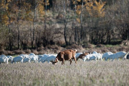 In a serene countryside, goats graze on lush green grass as autumn colors paint the trees. Sunlight filters through the leaves, creating a tranquil atmosphere.の写真素材