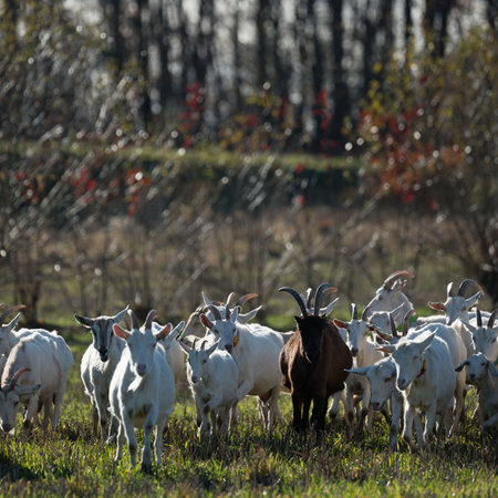 A flock of white and brown goats grazes in a lush green meadow under the warm sunlight, framed by tall trees and colorful autumn foliage in the background.の写真素材