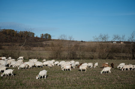 A large flock of sheep peacefully grazes on lush green grass in an expansive field, surrounded by gentle hills and a vibrant sky, creating a picturesque rural scene.の写真素材