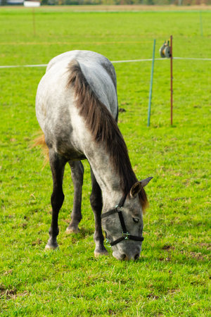 A beautiful gray horse enjoys a meal of fresh grass in a vibrant pasture, surrounded by a serene landscape and a clear blue sky, exuding tranquility and natural beauty.の写真素材