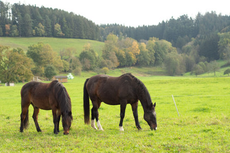 Two horses peacefully graze in a lush green meadow. The backdrop features colorful trees and a serene landscape, suggestive of a calm autumn day.の写真素材