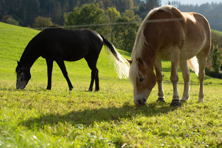 Two beautiful horses enjoy a serene moment, munching on fresh grass under a clear sky, framed by vibrant fall foliage in the distance.の写真素材
