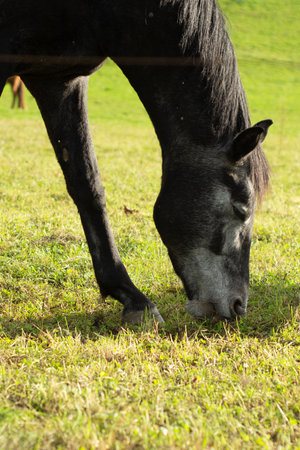 A graceful black horse lowers its head to graze on the vibrant green grass in a tranquil countryside setting during a sunny afternoon.の写真素材