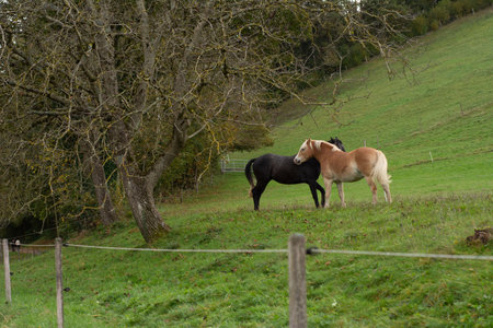 Two horses share a gentle moment of connection in a verdant field, with trees offering shade and serenity as the afternoon sun casts a warm glow over the landscape.の写真素材