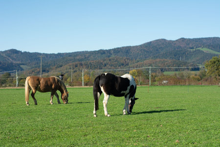 In a tranquil setting, two horses, one brown and one black-and-white, graze on lush grass under a bright sky while rolling hills create a beautiful backdrop.の写真素材