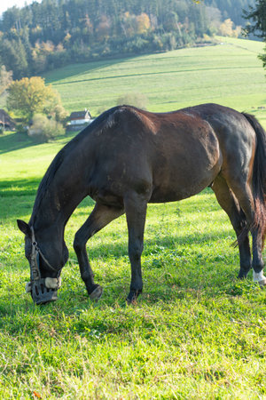 A beautiful dark horse calmly enjoys grass in a vibrant meadow. Gentle hills and colorful trees form a stunning backdrop under a clear blue sky during a tranquil afternoon.の写真素材