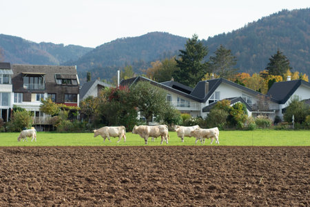 White cattle graze peacefully across a green field, while charming houses and rolling hills create a picturesque countryside atmosphere during a clear autumn dayの写真素材