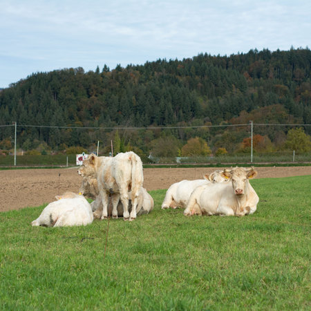 A group of white cows are resting and grazing in a tranquil meadow, set against a backdrop of rolling hills and a clear sky, creating a picturesque rural scene.の写真素材