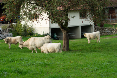 White cattle peacefully graze in a lush green field next to a charming farmhouse, with gentle trees providing shade on a tranquil afternoon.の写真素材