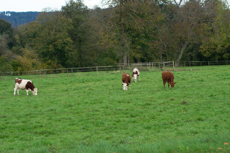 A serene scene unfolds with cows enjoying their meal on a vibrant green pasture filled with soft grass, enhancing the peaceful atmosphere of rural life.の写真素材