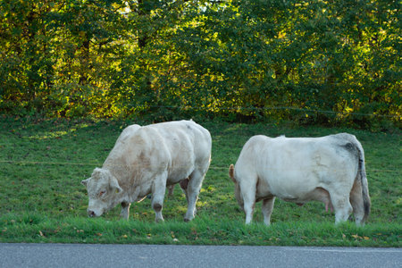 Two serene white cows graze contentedly on the soft grass in a verdant pasture, highlighted by a backdrop of rich green trees and warm autumn sunlight.の写真素材