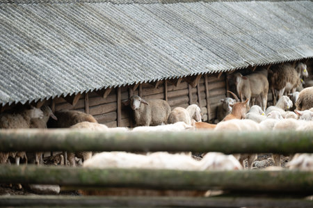 Ewes and lambs gather around a wooden barn, enjoying the tranquility of the countryside. Soft sunlight filters through the weathered roof, illuminating their gentle features.の写真素材
