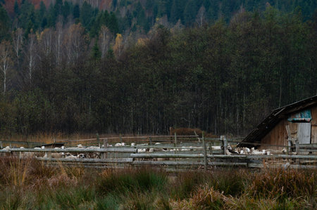 Ducks roam freely near a wooden farmstead, surrounded by vibrant greenery and autumn hues, creating a peaceful rural atmosphere filled with nature's beauty.の写真素材
