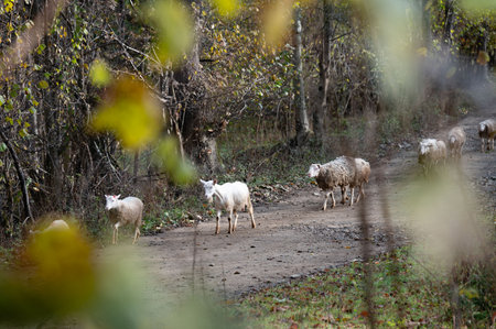 A group of sheep strolls down a narrow path through a picturesque forest, surrounded by trees adorned with colorful autumn foliage.の写真素材