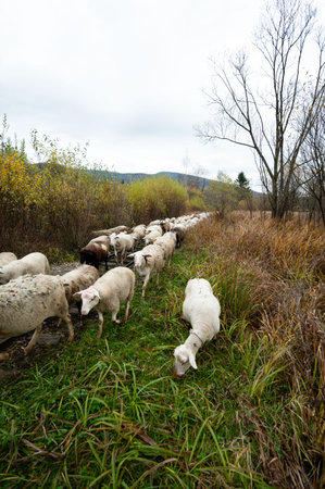 Flocks of sheep roam freely along a winding path surrounded by tall grass and autumn foliage, embodying the peaceful essence of rural life amidst the changing seasons.の写真素材