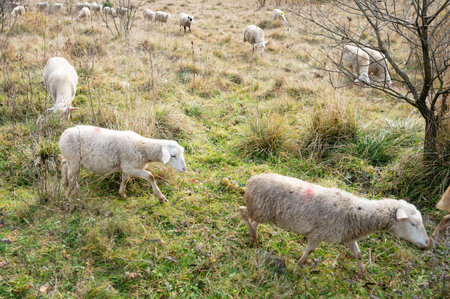 In a peaceful meadow, several sheep graze quietly on lush grass while soft sunlight filters through the trees, creating a serene atmosphere on this lovely afternoon.の写真素材