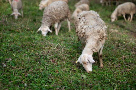 Sheep peacefully graze on lush green grass as morning light bathes the landscape, creating a harmonious blend of rural charm and natural beauty in an open field.の写真素材