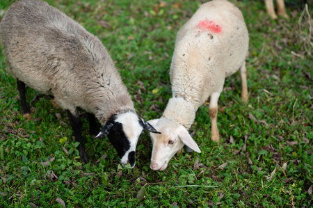 Two sheep enjoy a peaceful moment in a vibrant green meadow, their gentle interactions under the warm glow of the late afternoon sun bring serenity to the landscape.の写真素材