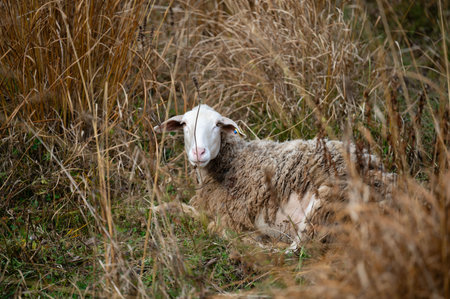 A serene sheep lies comfortably in a grassy area surrounded by golden grasses, enjoying the calmness of the late afternoon light and nature's beauty.の写真素材