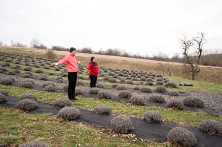 In a spring lavender field, two women in bright jackets embrace the chill as they lovingly tend to the vibrant bushes, adding warmth to the landscape.の写真素材