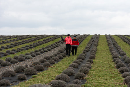 Two friends walk side by side among neatly arranged lavender bushes in a beautiful field under a cloudy sky, savoring the peaceful atmosphere of early spring.の写真素材