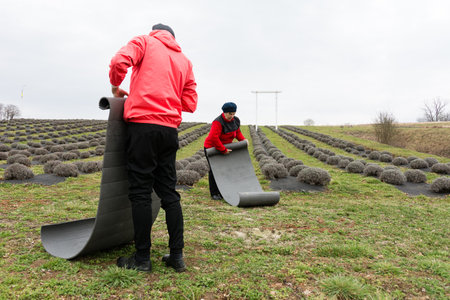 In a sprawling lavender field, two dedicated individuals are carefully unrolling protective mats to shield the soil, ensuring optimal growing conditions for the upcoming season.の写真素材