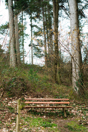 A rustic wooden bench nestled among tall trees and soft foliage creates a serene spot for visitors to relax and connect with nature in the tranquil forest setting.の写真素材