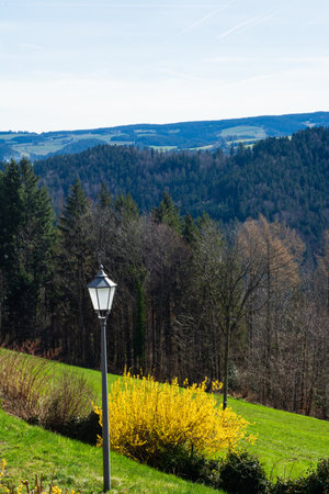 Vibrant yellow blooms contrast against lush greenery and towering trees, creating a picturesque landscape with rolling hills and bright blue skies on a sunny spring day.の写真素材