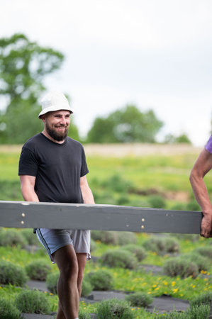 A man helps carry the already assembled floor for the gazebo, working in a lavender field.の写真素材