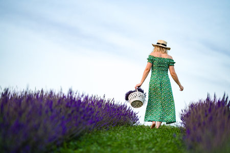 A woman, seen from behind, strolls through a vibrant lavender field. She wears a green floral dress and carries a white basket, likely filled with lavender. The scene is serene and picturesque.の写真素材