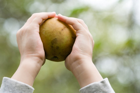 Child's hands holding a ripe fruit outdoorsの写真素材